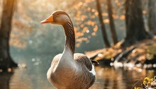 Close Up Of A Goose On The Pond In The Forest, With Lake Background
