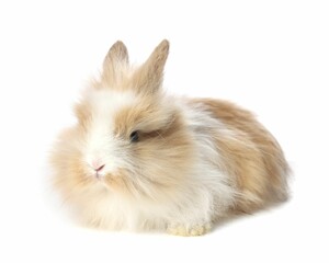 Wall Mural - Cute little rabbit on white background. Adorable pet