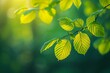 Green leaves background in sunny day with bokeh and sun ray