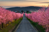 Fototapeta Big Ben - Berkenye, Hungary - Aerial view of blooming pink wild plum trees along the road in the village of Berkenye on a sunny spring afternoon with warm golden sunset sky