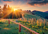 Fototapeta  - Exciting summer sunrise in Carpathian mountains. Sunny morning view of Zamahora village located on the mountain hills, Ukraine, Europe. Beauty of countryside concept background.