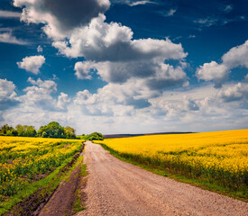 Poster - Dirt road between the fields of flowering rapeseed. Sunny morning view of field of blooming colza. Rural morning scene of Ukrainian countryside. Beauty of nature concept background..