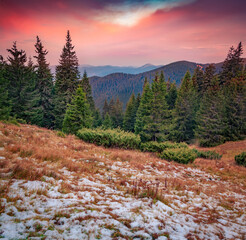 Wall Mural - Incredible autumn sunrise in Carpathian mountains with fresh snow. Colf morning scene of fir tree woodland. Beauty of nature concept background.