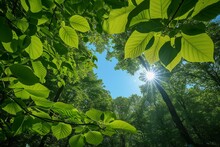 Green Leaves Background In Sunny Day In Forest With Sunbeams And Lens Flare