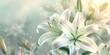 white lilies with a blurry background. Beautiful white lilies on light background, symbol of gentleness, purity and virtue. closeup