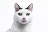Fototapeta  - Portret pysk biało-czarnego słodkiego kota domowego 