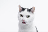 Fototapeta  - Zdziwiony, przestraszony kot z otwartym pyskiem z bliska