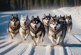 Fototapeta Londyn - front view at four siberian huskys at race in winter