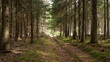 Forest road in a spruce forest