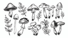 Vector Hand Drawn Black And White Wild Forest Mushroom