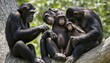 a family of chimpanzees grooming each others fur upscaled 22