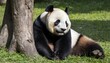a giant panda dozing off under the shade of a tree upscaled 10