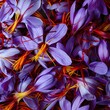 © Cookiezkiez - An exquisite array of saffron stigmas freshly harvested