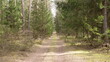Forest road in a spruce forest in summer