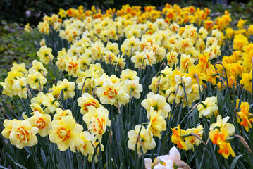 Sticker - yellow daffodils flowers blooming in a garden