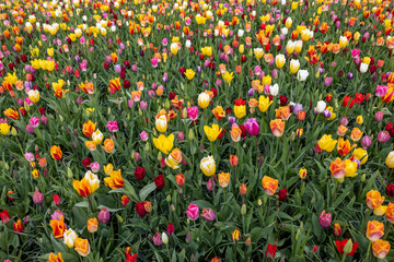 Canvas Print - A melange of colorful tulips blooming in a garden