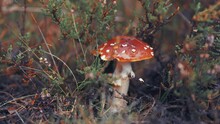 A Close-up Shot Of The Red-speckled Mushroom Surrounded By Withering Heather Plants And Decaying Grass. On The Forest Floor. Parallax Shot, Bokeh Background.