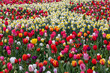 The abundance of colors and scents of tulips and daffodils blooming in the spring garden