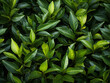 Dewdrops cling to the vibrant green leaves of a tea plant, highlighting the plant's freshness. Generative AI