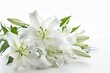 Sympathy Card with Lily Flowers on White Background. Perfect for Funeral, Memorial, and Condolence Purposes