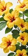 Yellow Hibiscus flowers on white, vertical orientation