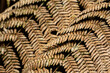 dried fern leaves pattern in natural brown tones