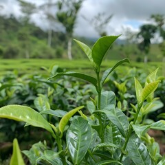 Wall Mural - green tea plantation