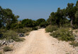 Ground road through an old olive groove