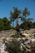 Single old olive tree behind an old wall made from limestone rocks
