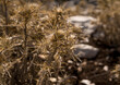 old plants withered due to drought in mediterranean region
