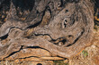 close-up of bark of an old olive tree