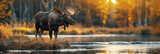 Fototapeta Tęcza - Male horned elk moose in summer field near a river on forest at sunset background closeup