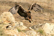Golden Eagle arriving at its favorite perch within its territory in a Mediterranean forest at first light in the morning