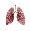 human lungs