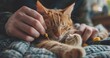 Cat getting nail trimmed, close-up, calm, precise, indoor lighting, serene, clear detail. -