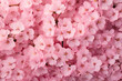 pink cherry blossom flowers 