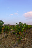 Fototapeta Tęcza - Sunrise view of vineyards and mountains, Demir Kapija