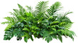 © MDNANNU - A lush jungle fern cluster, isolated on transparent background