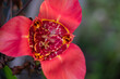 trigridia closeup during full bloom