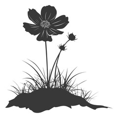 Silhouette cosmos flower in the ground black color only