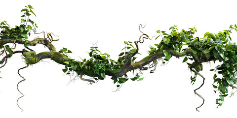 Wall Mural - Jungle vines flowing on transparent background