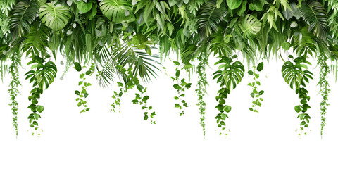 Wall Mural - Tropical creeper border hanging, isolated on transparent background