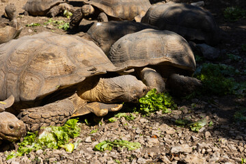 turtle on the ground