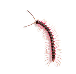 Wall Mural - Top view of a Desmoxytes planata Millipede, isolated on white background