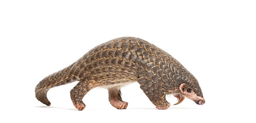 Wall Mural - ten months old pangopup, chinese pangolins, manis pentadactyla, isolated on white