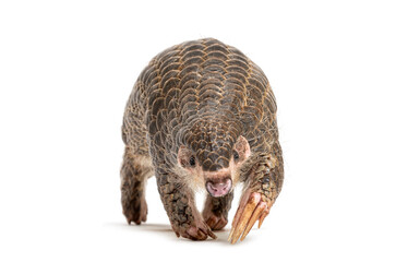 Wall Mural - ten months old pangopup, chinese pangolins, manis pentadactyla, isolated on white