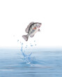 un poisson tilapia  qui saut et sort de l'eau avec splash
