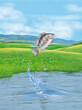 un poisson tilapia qui saut et sort de l'eau avec splash