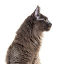 Fototapeta Koty - Head shot, side view portrait of a grey Maine coon cat looking away, isolated on white