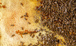 Buzzing Harmony: Bees Swarming over Honeycombs